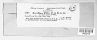 Sacidium vitis image